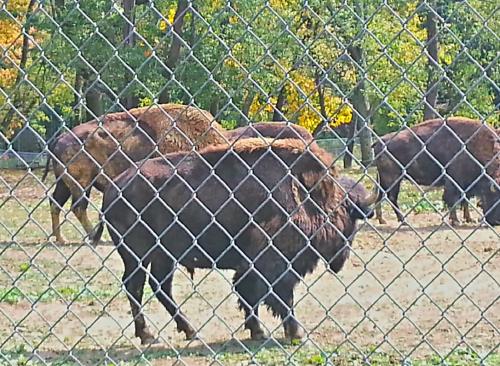 South Park Bison Reserve  